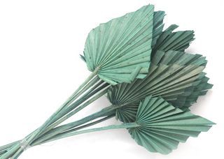 Palm Spear Teal 60cm long 10pcs