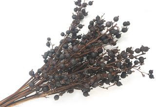 Black Berry Light Brown 60cm long10 pcs