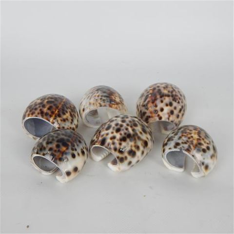 Cowrie Napkin Rings s/6 Approx 4cm long