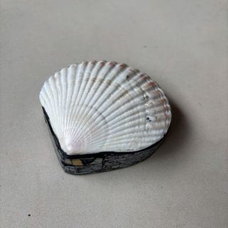 Scallop Shell Box White 12cm dia DUE JUNE