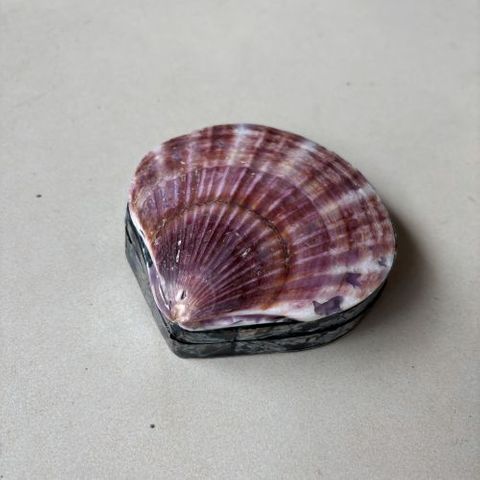 Scallop Shell Box Purple 12cm dia DUE JUNE
