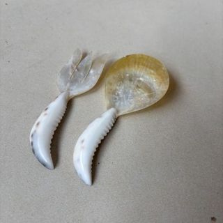 Cowrie Crab Mini Servers 5cm x 11cm long DUE JUNE