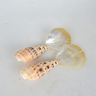 Cowrie Shell Servers Small 5cm x 13cm long
