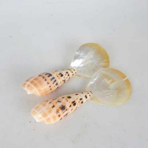 Cowrie Shell Servers Small 5cm x 13cm long