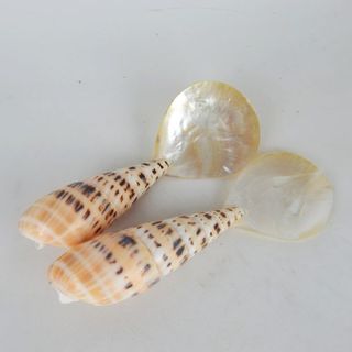 Cowrie Shell Servers Medium 7cm x 20cm long