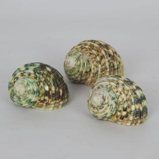 Shells Green 3 pcs Approx 5cm