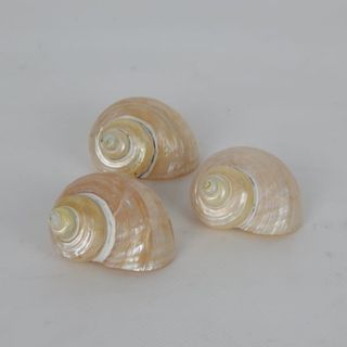 Shells Pearly Cone s/3 Approx 4cm