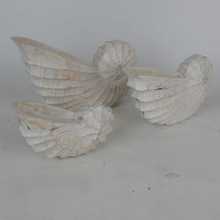 Nautilius Shells s/3 White 26x15/22x15/18x12cm