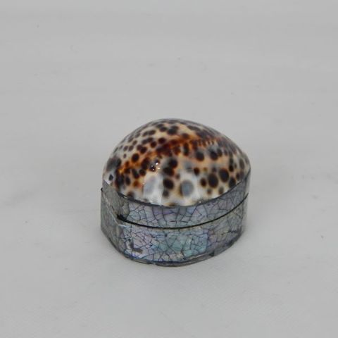 Shell Box Tiger Approx 5cm