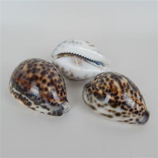 Shells Tiger 3pcs Approx 6cm