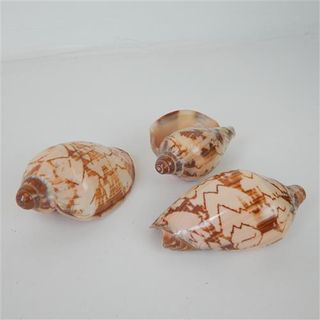 Shells Zig Zag 3 pcs Approx 8cm