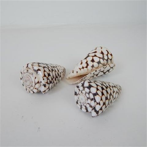 Shells Spotty 3pcs Approx 6cm