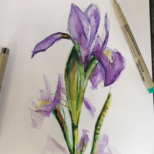 Irises